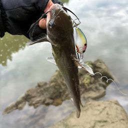 アメリカンキャットフィッシュ