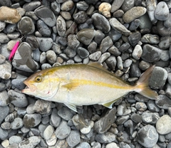ショゴの釣果