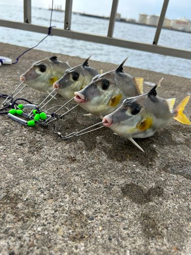 ギマ