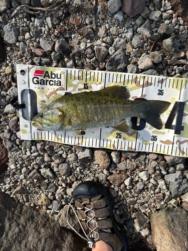 スモールマウスバスの釣果