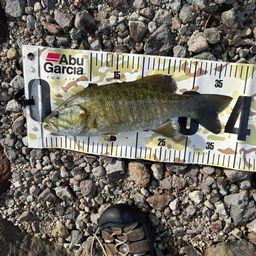 スモールマウスバス