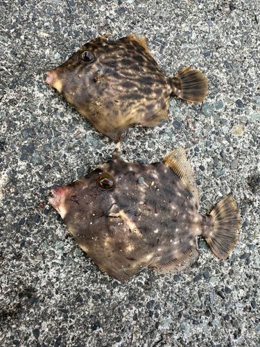 カワハギの釣果