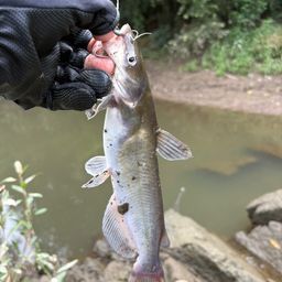 アメリカンキャットフィッシュ