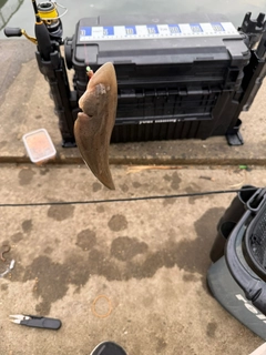 シタビラメの釣果
