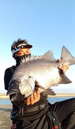 イシダイの釣果