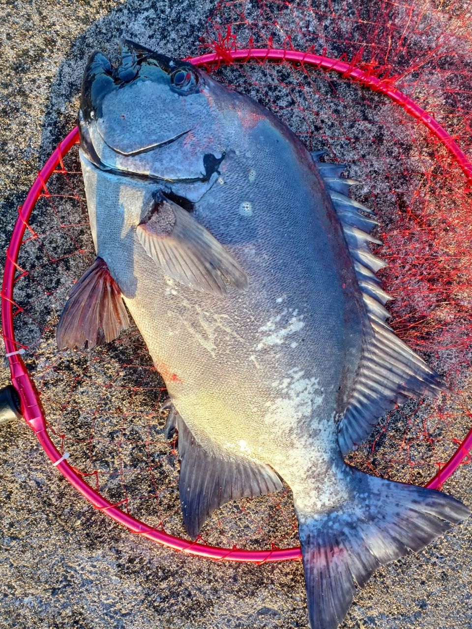 まっくす　さんの釣果 2枚目の画像