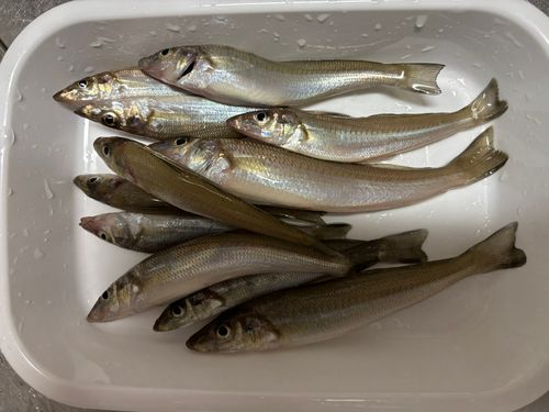 シロギスの釣果