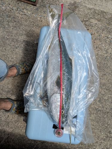 フクラギの釣果