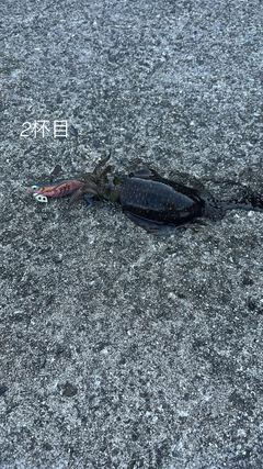 アオリイカの釣果