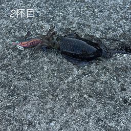 アオリイカ