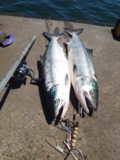 サケの釣果
