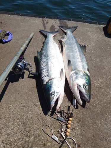 サケの釣果