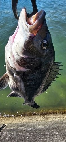 チヌの釣果