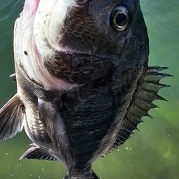 チヌ