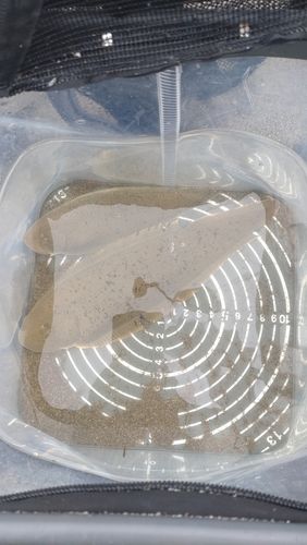 シタビラメ