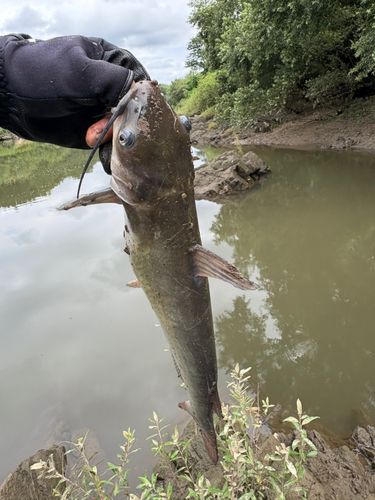 アメリカンキャットフィッシュの釣果