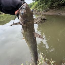 アメリカンキャットフィッシュ