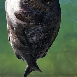 チヌ