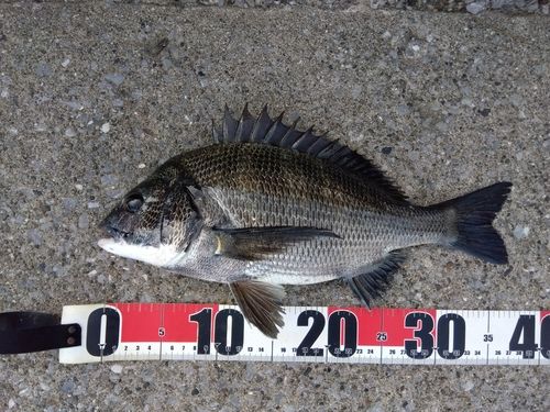 クロダイの釣果