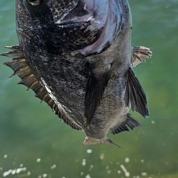 チヌ