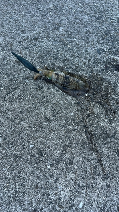 釣果