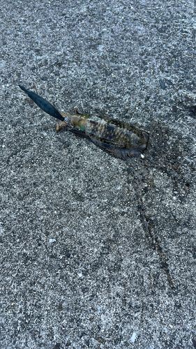 釣果