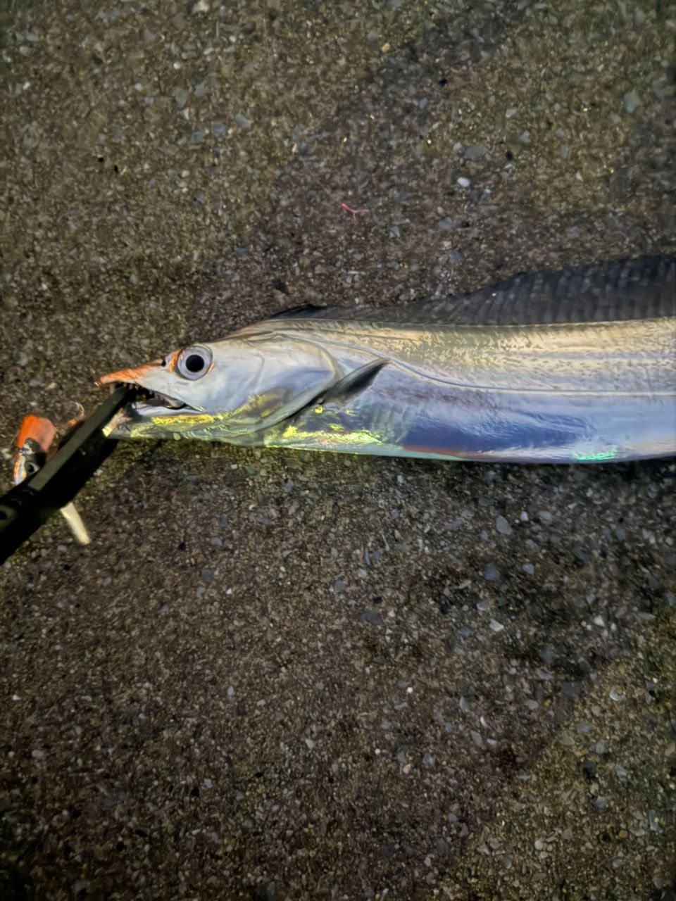 DAIWA 19レグザ LT4000S-CXHの最安値・インプレ・釣果 | 本音の