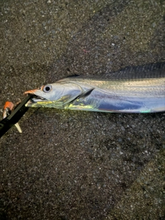 タチウオの釣果