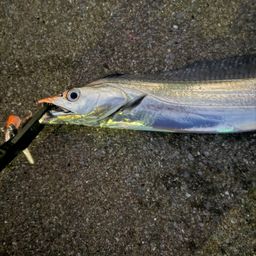 タチウオ