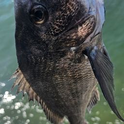 チヌ