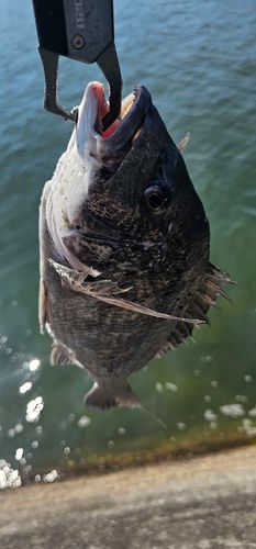 チヌの釣果