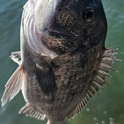チヌ