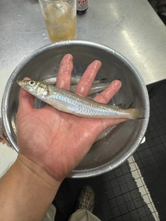 キスの釣果