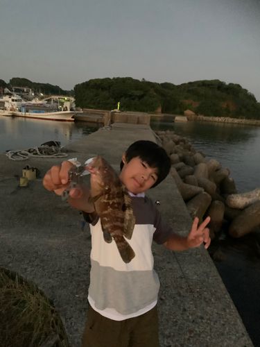 キジハタの釣果