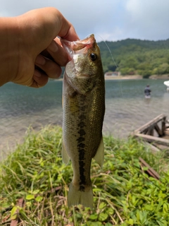 ラージマウスバスの釣果