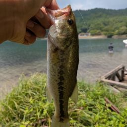 ラージマウスバス