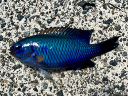 ソラスズメダイの釣果