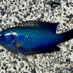 ソラスズメダイ