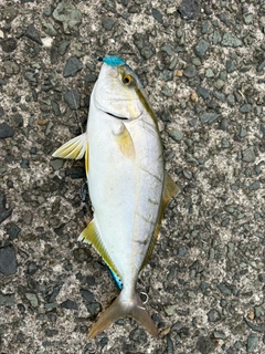 ネイリの釣果