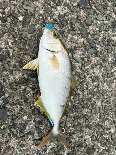 ネイリの釣果