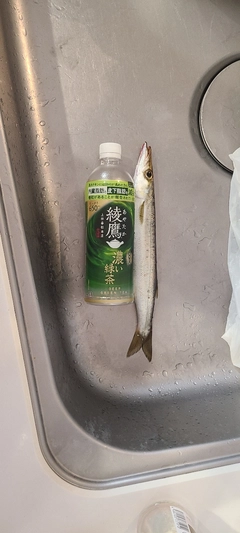 カマスの釣果