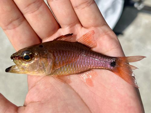 ネンブツダイの釣果