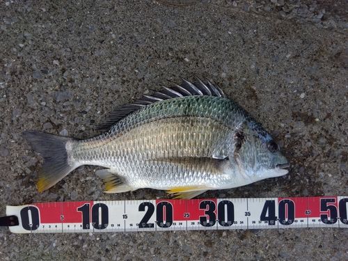 キチヌの釣果