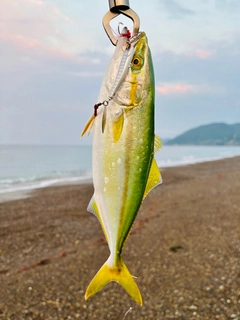 ツバスの釣果