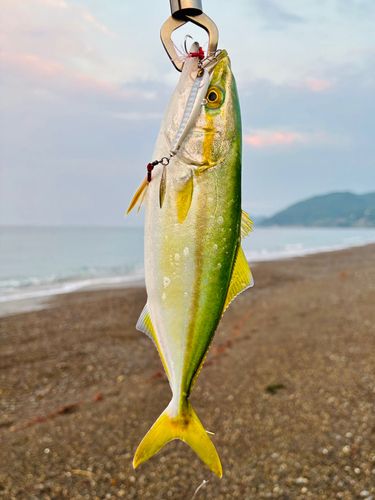 ツバス