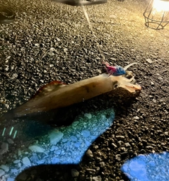 ケンサキイカの釣果