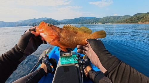 キジハタの釣果