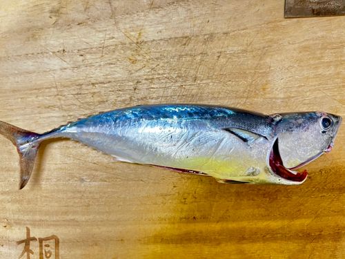 ヒラソウダの釣果