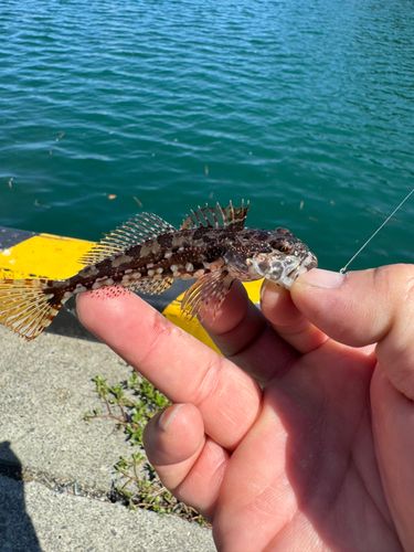 アナハゼの釣果