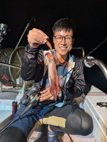 ケンサキイカの釣果